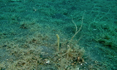 Heteroconger taylori