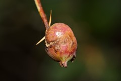 Diplolepis nodulosa