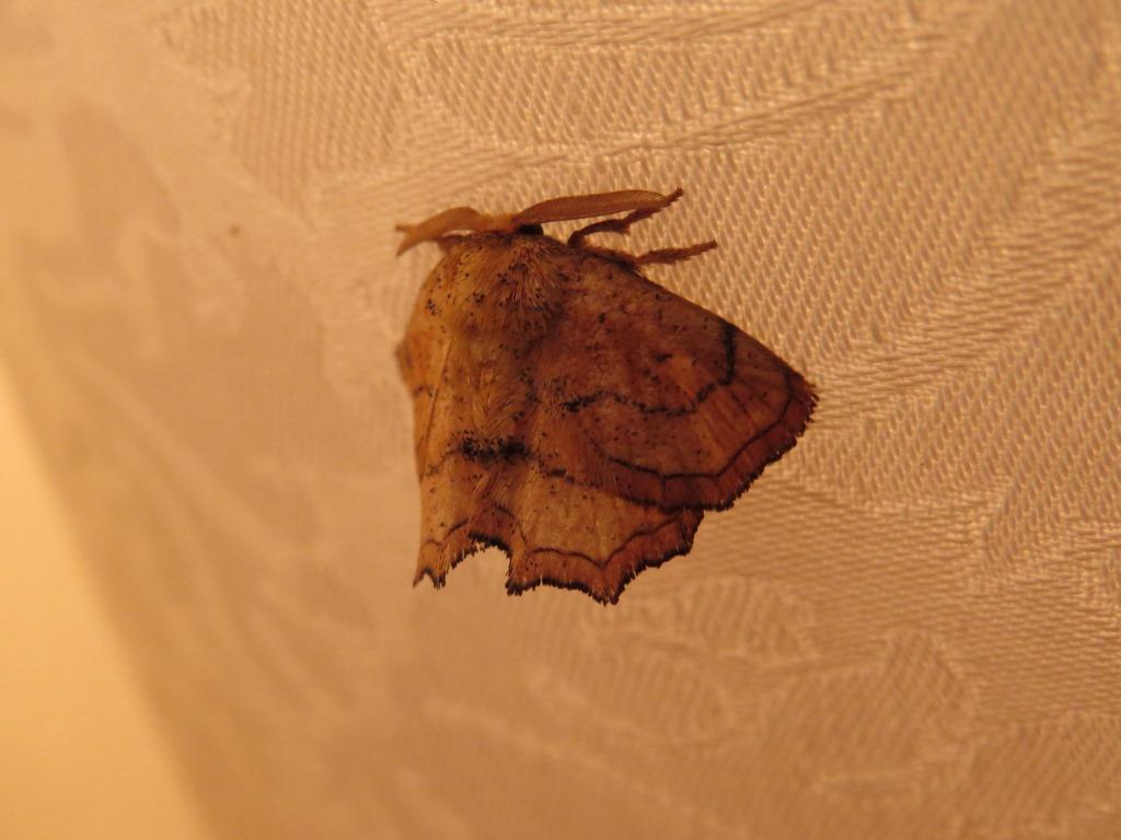 Ectropa