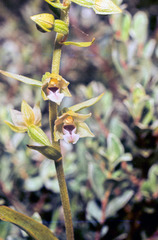 Epipactis dunensis