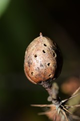 Diplolepis nodulosa