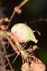 Diplolepis nodulosa