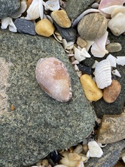 Notocypraea angustata
