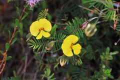 Gompholobium pinnatum