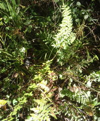 Cheilanthes viridis viridis