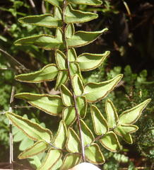 Cheilanthes viridis viridis