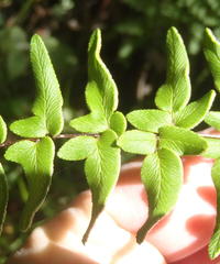 Cheilanthes viridis viridis