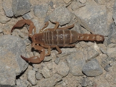 Pseudouroctonus apacheanus