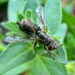 Senopterina foxleei