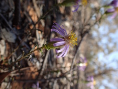 Olearia magniflora