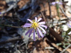 Olearia magniflora