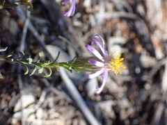 Olearia magniflora