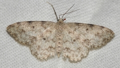 Scopula plantagenaria