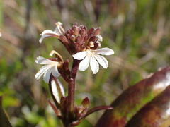 Scaevola beckii