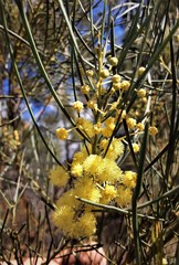 Acacia subulata