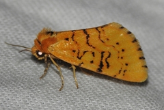 Chrysoecia atrolinea