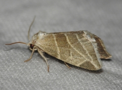 Plagiomimicus tepperi