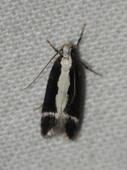 Aroga camptogramma