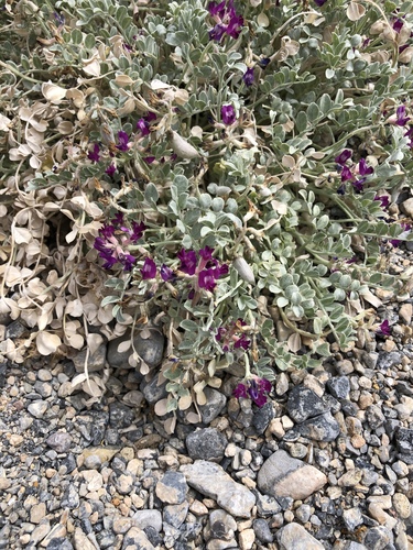 Astragalus amphioxys var. musimonum