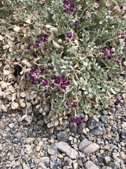 Astragalus amphioxys musimonum