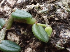 Porpax karikouyensis