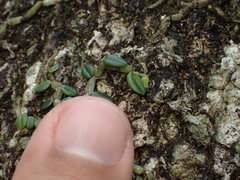 Porpax karikouyensis