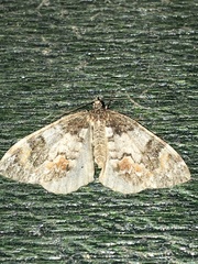 Dysstroma latefasciata