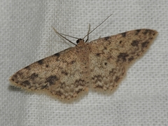 Scopula plantagenaria