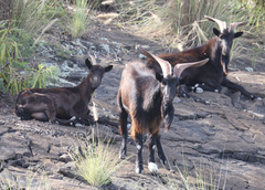 Domestic Goat photo 4