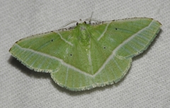 Dichorda consequaria