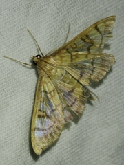Mimorista subcostalis