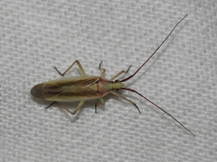 Autumnimiris koebeli