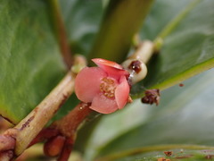 Garcinia amplexicaulis