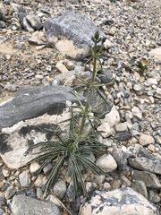 Frasera albomarginata