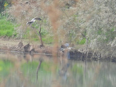 Ardea cinerea