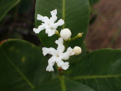 Melodinus balansae