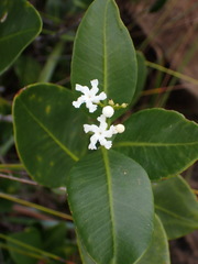 Melodinus balansae