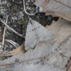Dichromodes mesogonia