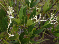 Psychotria rupicola