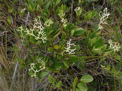 Psychotria rupicola