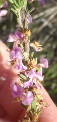 Indigofera pappei