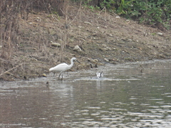 Egretta garzetta