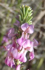 Indigofera pappei