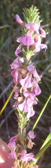 Indigofera pappei