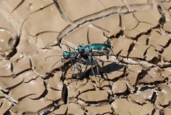 Eunota fulgoris erronea