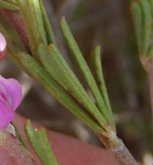 Indigofera pappei