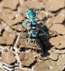 Eunota fulgoris erronea