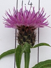 Centaurea debeauxii