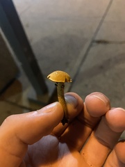 Basidiomycota