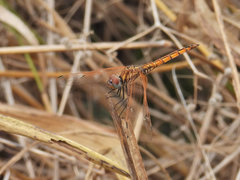 Trithemis annulata